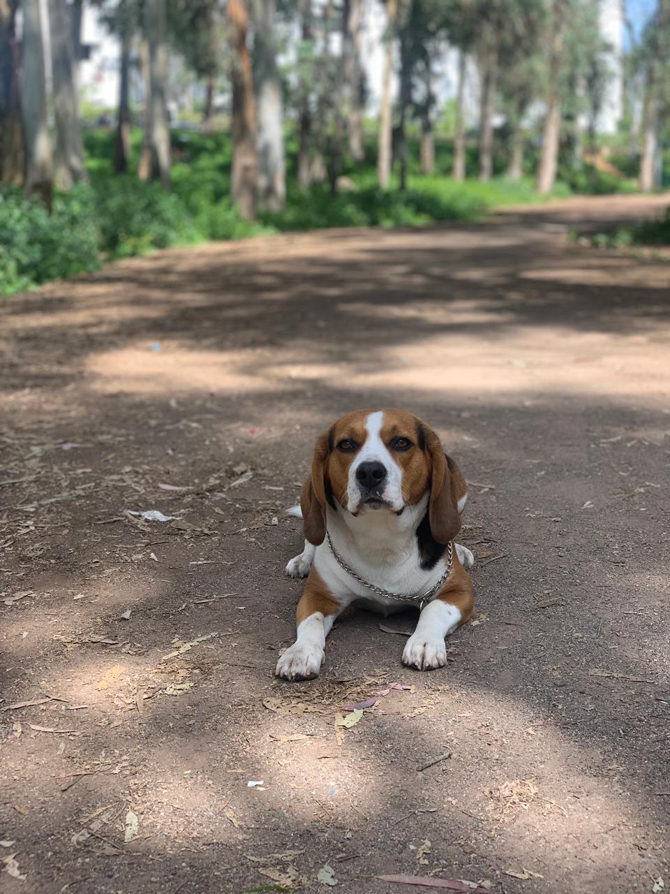 Beagle