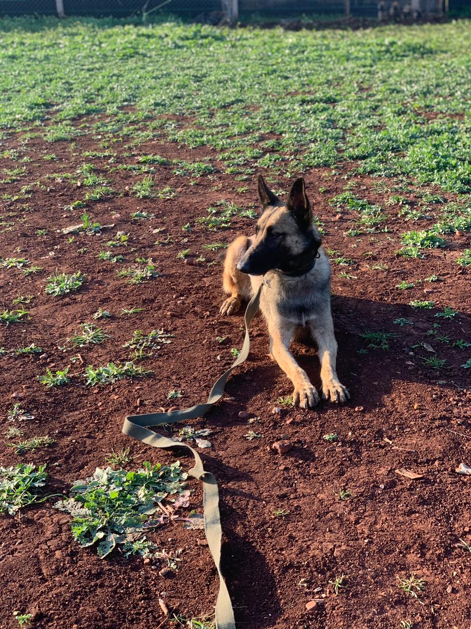 German Shepherd