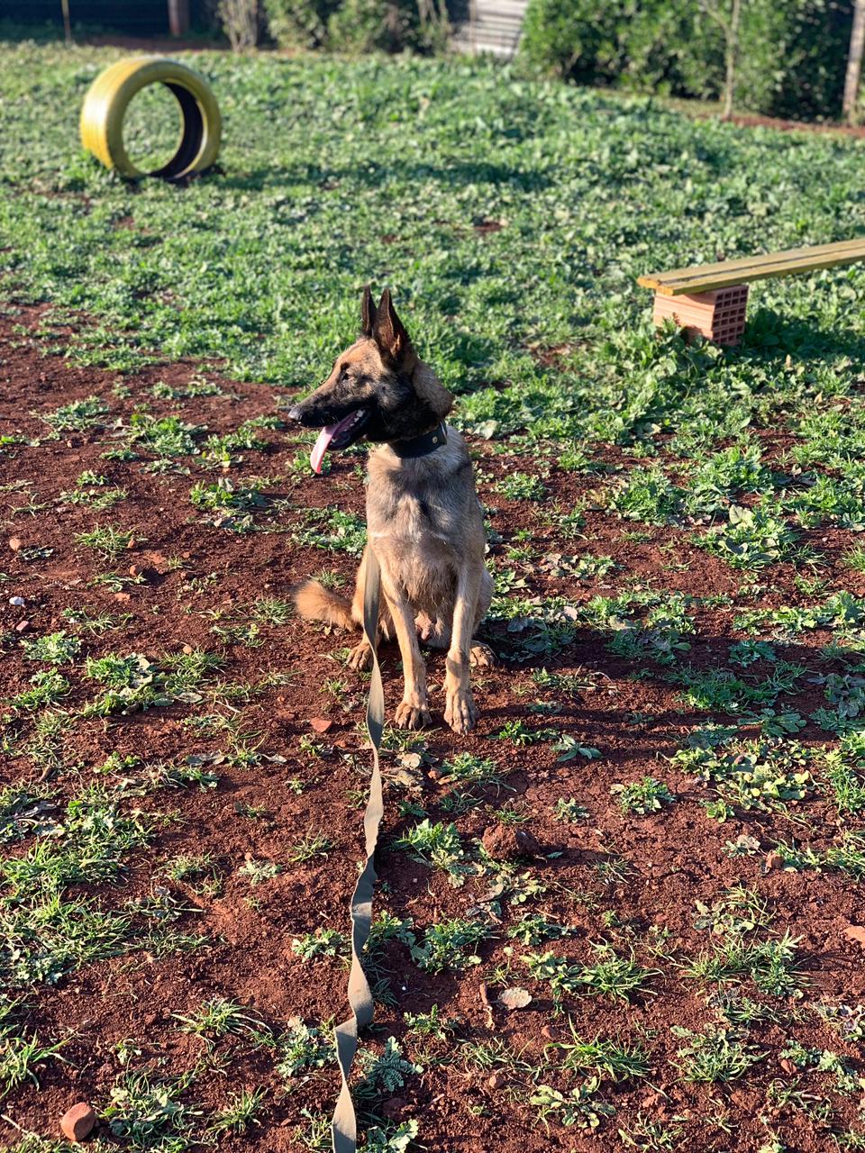 German Shepherd Training