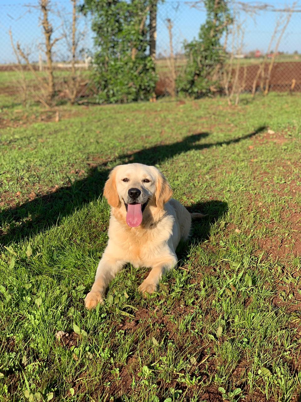 Golden Retriever