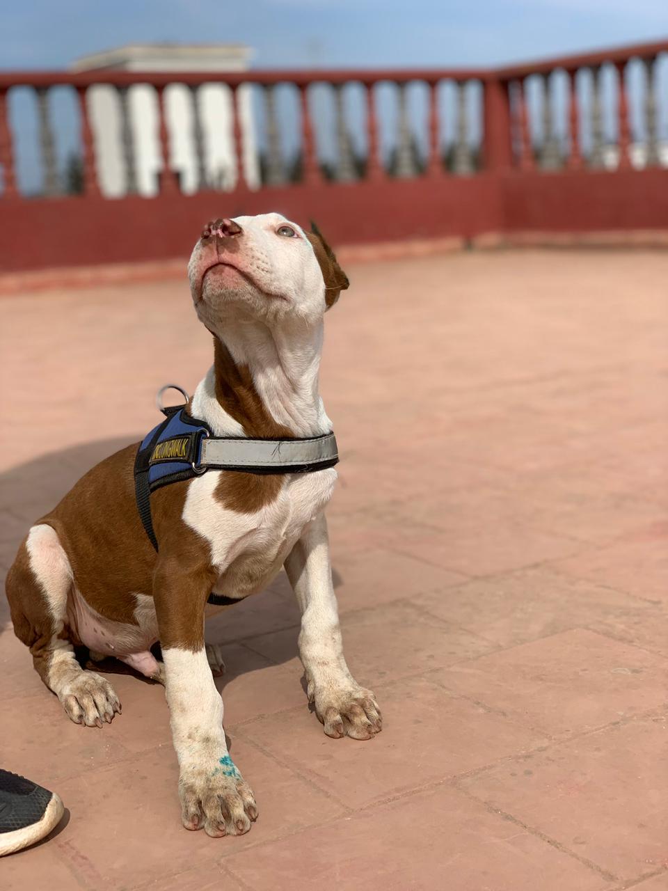 Pitbull