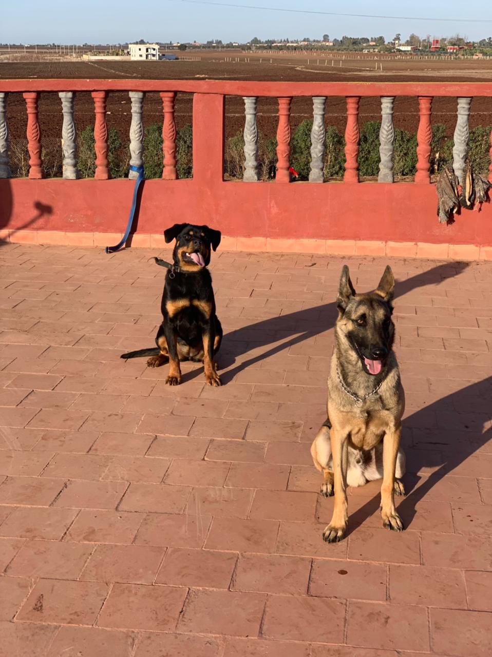 Rottweiler and Shepherd