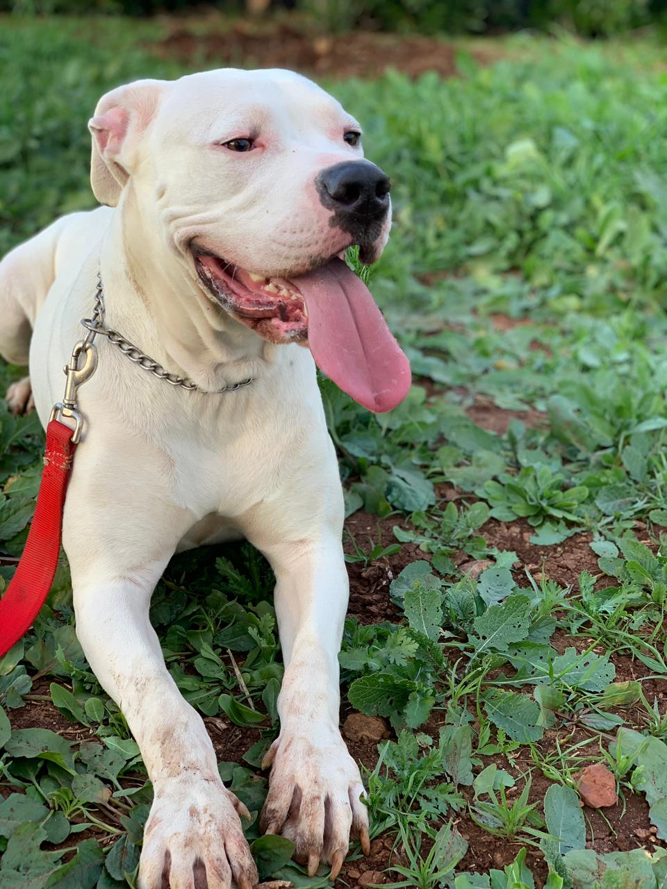 White Pitbull